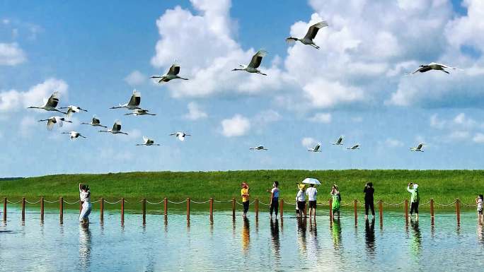 扎龙自然保护区群鹤飞翔