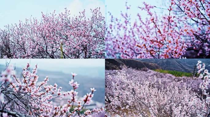 4K  桃花朵朵 漫山桃花开