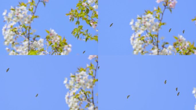 春天梨花树上空飞过一群鸟