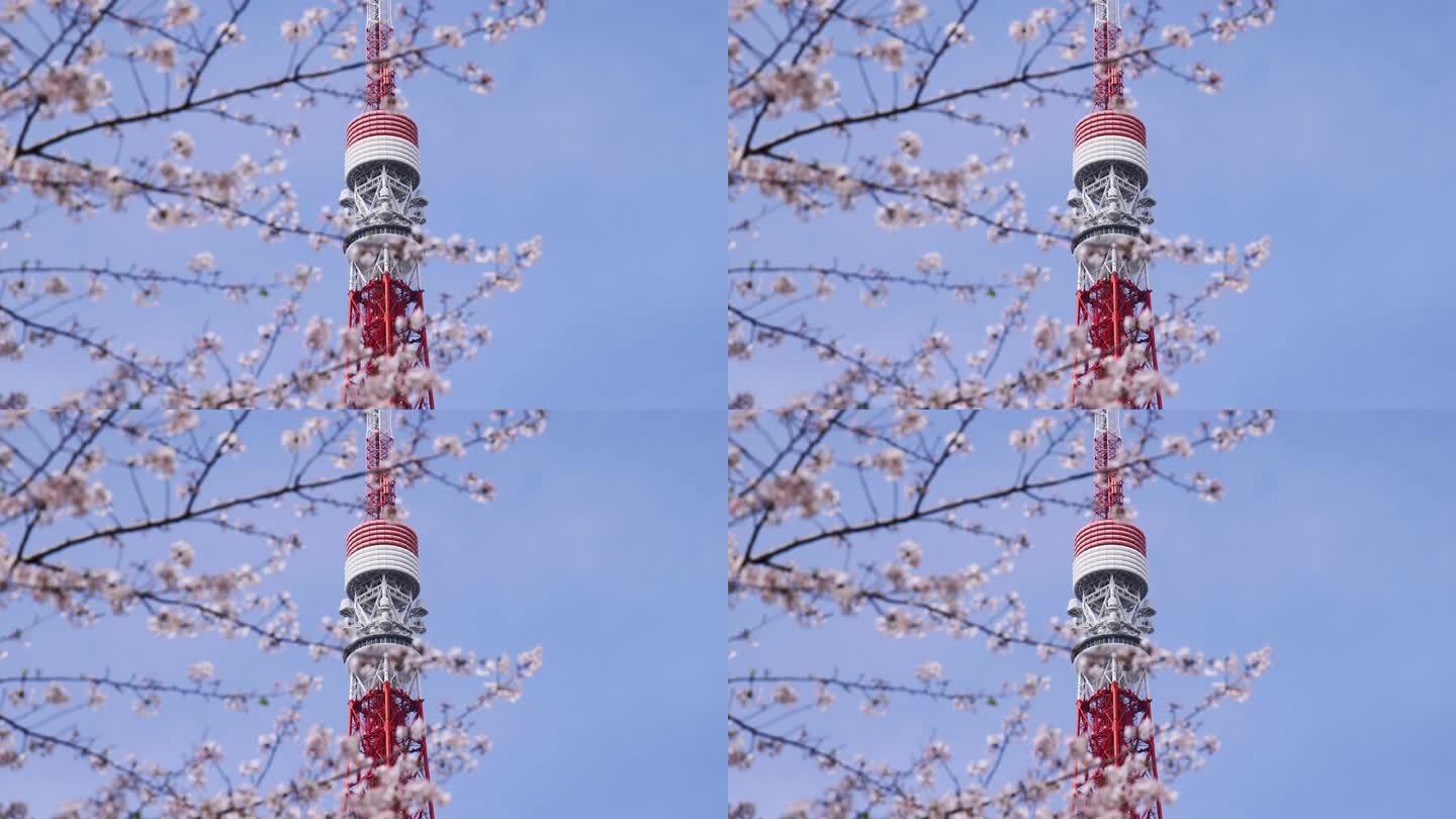 高清实拍日本东京街头东京塔樱花