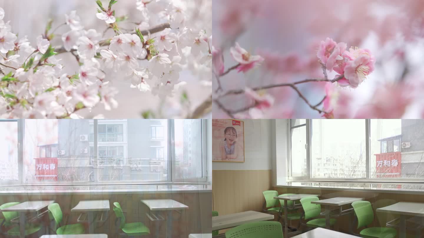 樱花教室 最美教室 朗诵 春天 未来希望