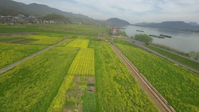 富阳油菜花田穿越机航拍