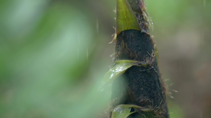 雨中的竹笋