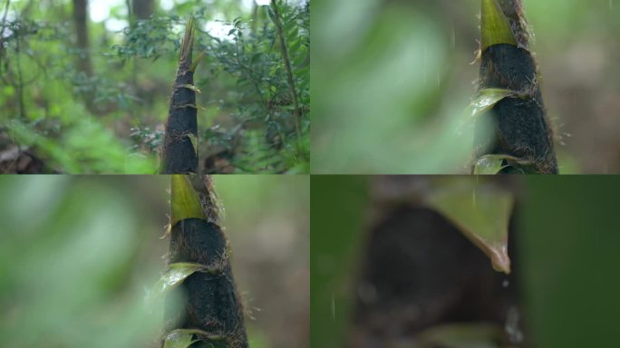 雨中的竹笋