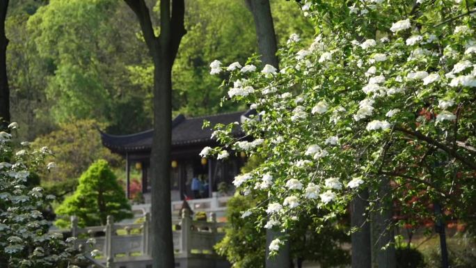 昆山亭林园琼花