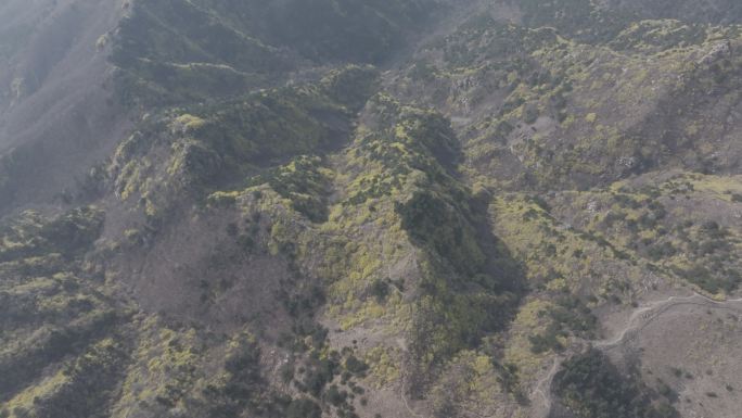 济南云梯山梯子山连翘花