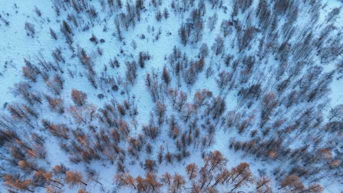 落日余晖染黄雪野树林