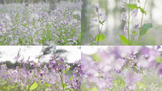 4k春天唯美紫色花（诸葛花）二月花
