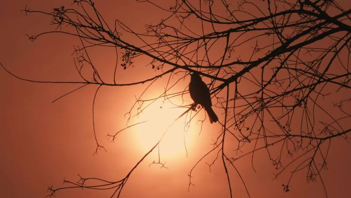 夕阳下树枝上的鸟