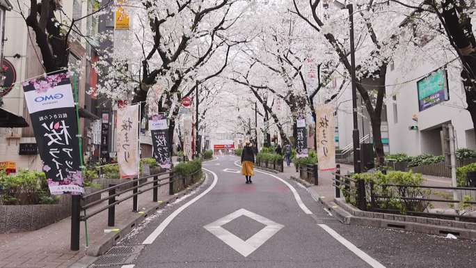 高清实拍日本东京樱花