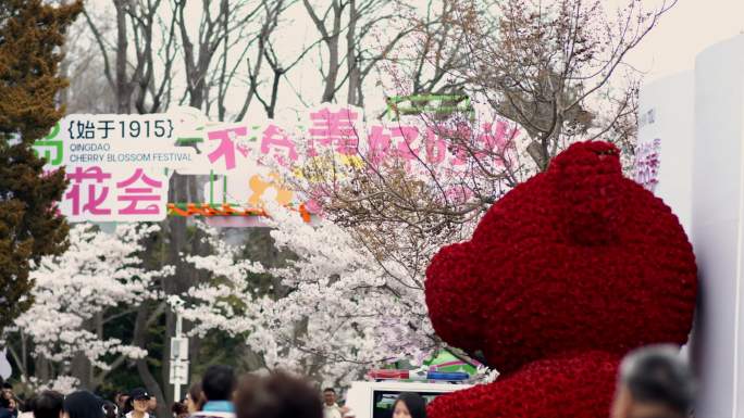 青岛中山公园樱花会