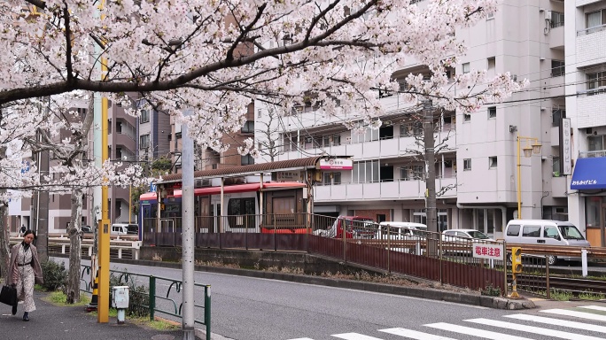 高清实拍日本东京樱花