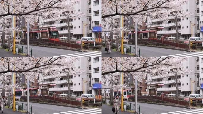 高清实拍日本东京樱花