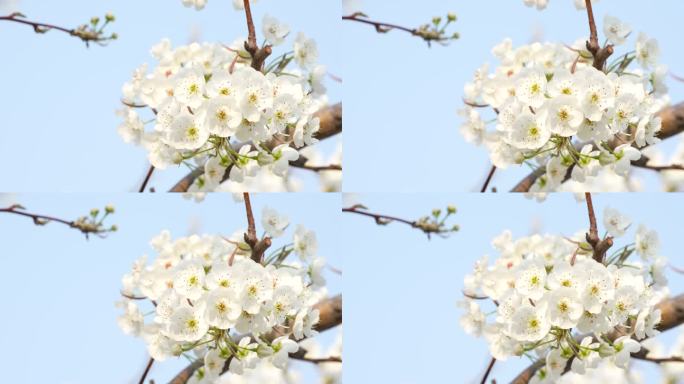春天蓝天下的梨花