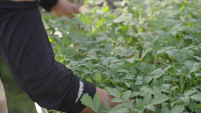 阿姨种植番茄苗