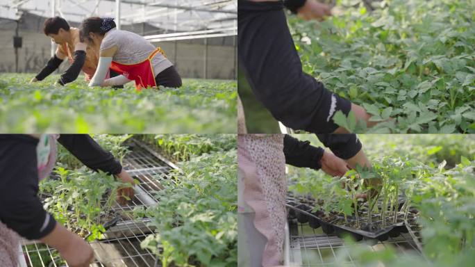 阿姨种植番茄苗