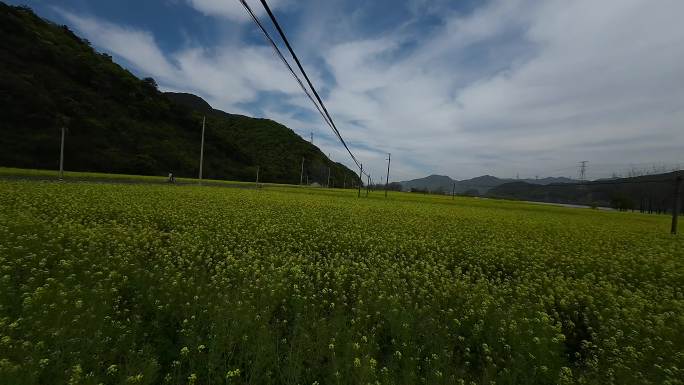 富阳油菜花田穿越机航拍