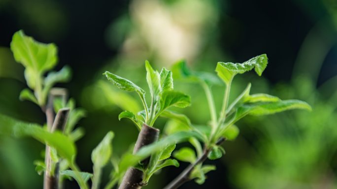 4K实拍春天植物树木苹果树发芽延时摄影