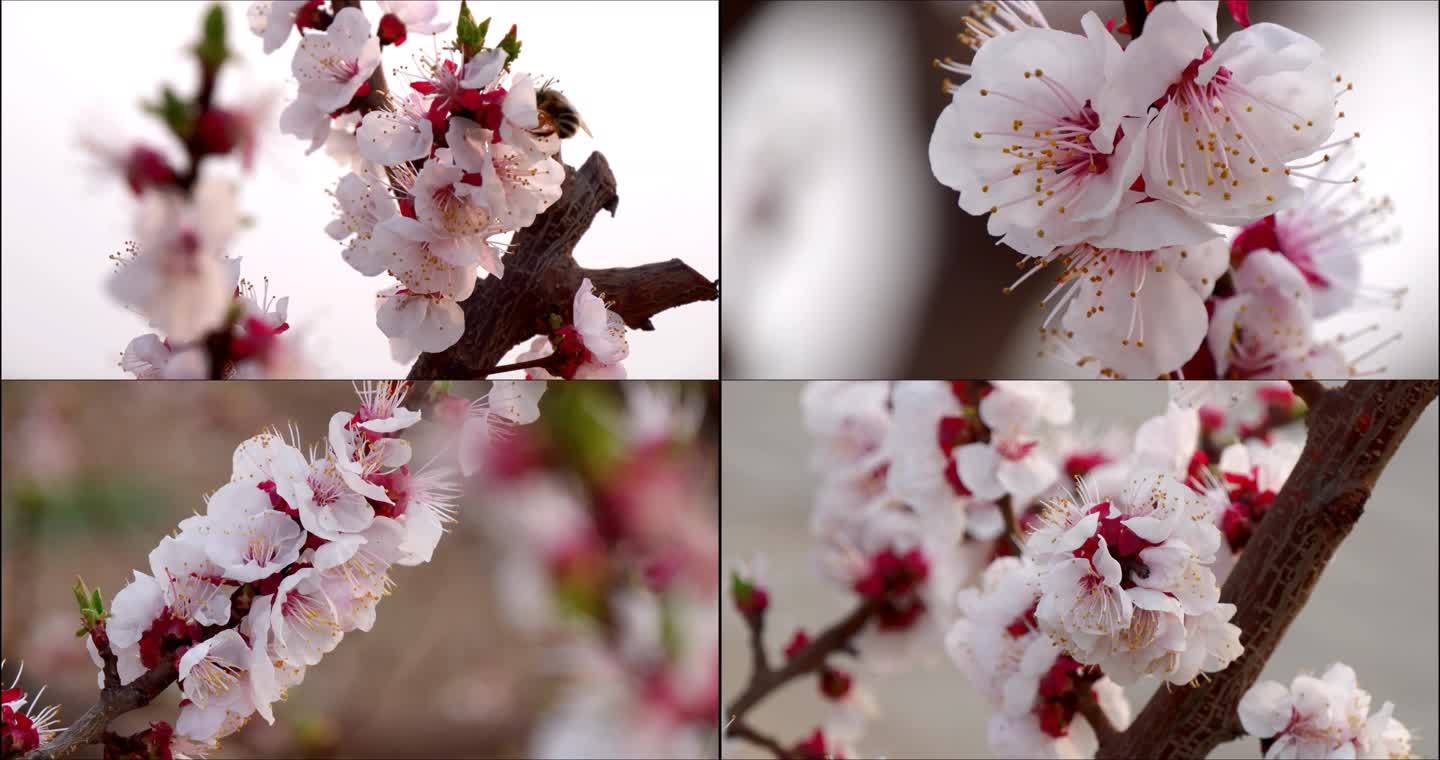 杏树 杏花 花 果树