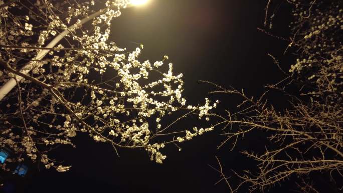 春夜桃花