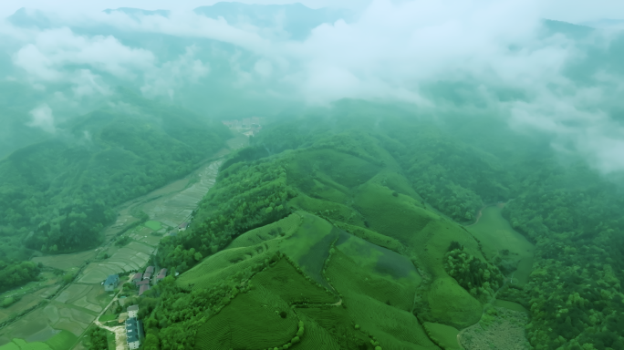 航拍茶山 茶园采茶 红茶 绿茶 春茶炒茶