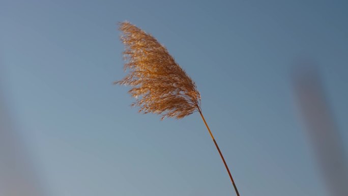 秋天风中摇曳的芦苇头唯美空镜