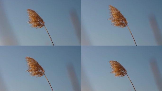 秋天风中摇曳的芦苇头唯美空镜
