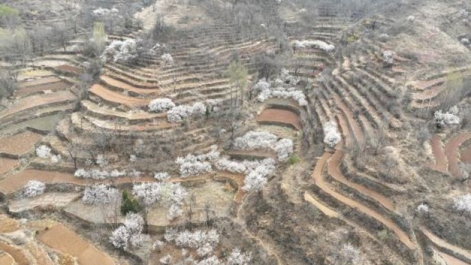 山村桃花