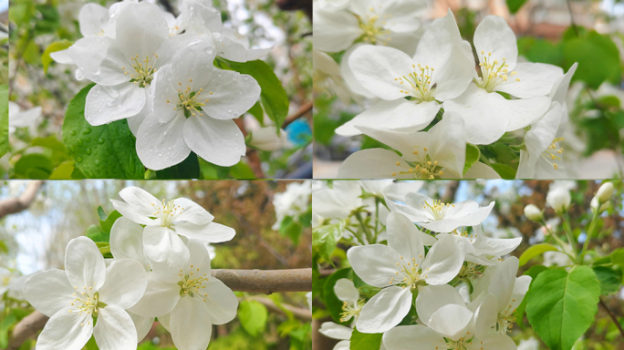 五颜六色樱花集锦 樱花节