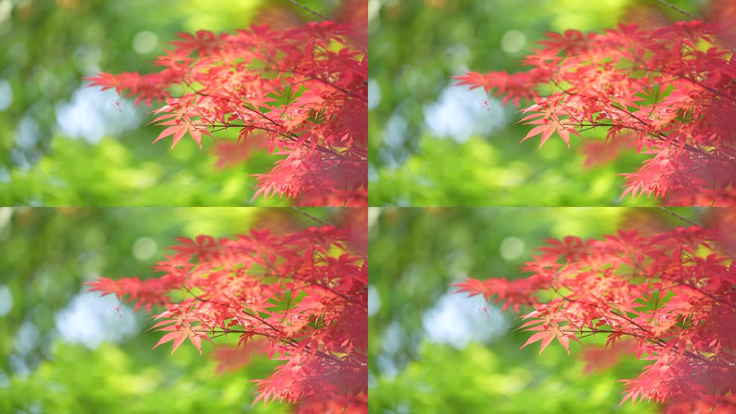 红枫红叶阳光特写实拍原素材