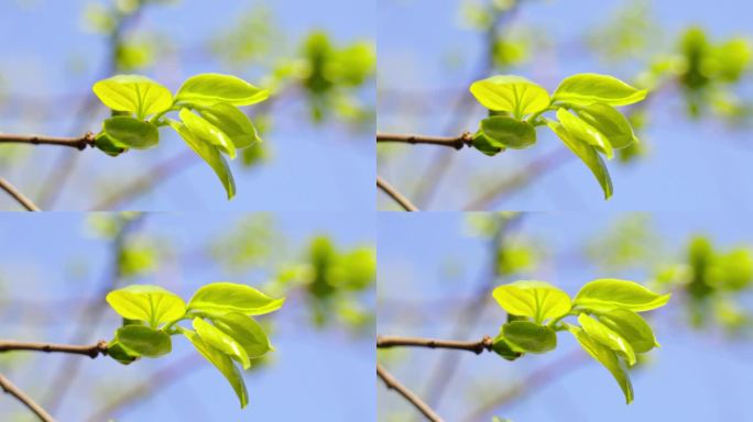 春天树枝发出嫩芽