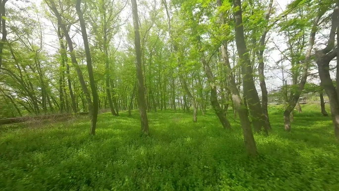 4k穿梭森林唯美清新绿树成荫山间小路阴凉