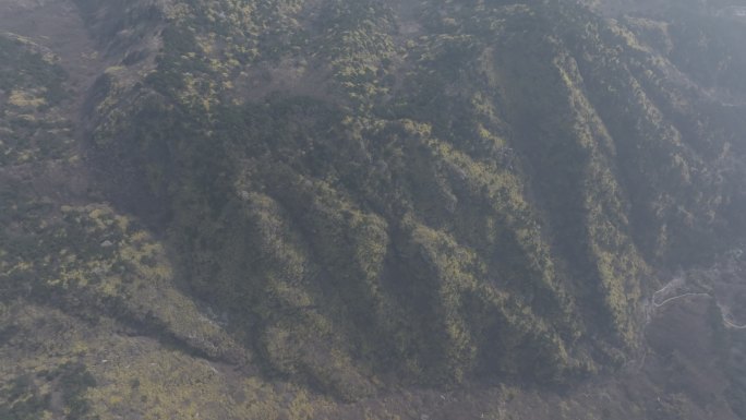 济南云梯山梯子山连翘花