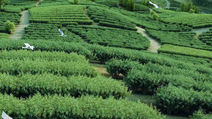 6K 蓝莓园 茶山四季变化 农采 航拍