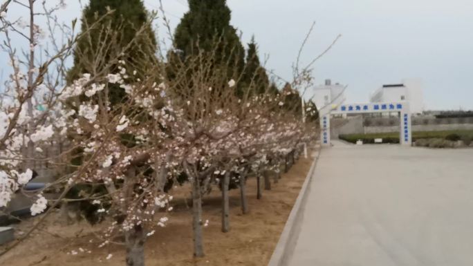 厂房大院里的桃花开了