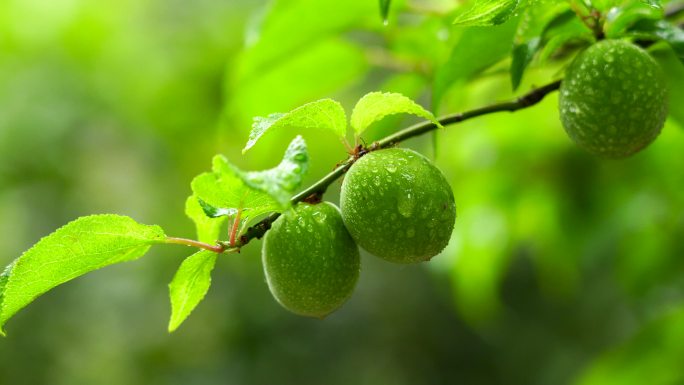 夏天雨水中的青梅果实