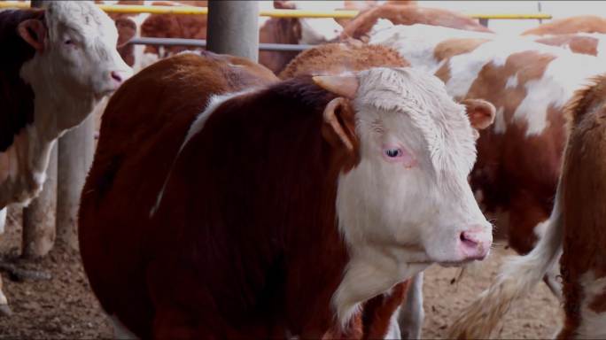 种牛 肉牛 西门塔尔牛 牛