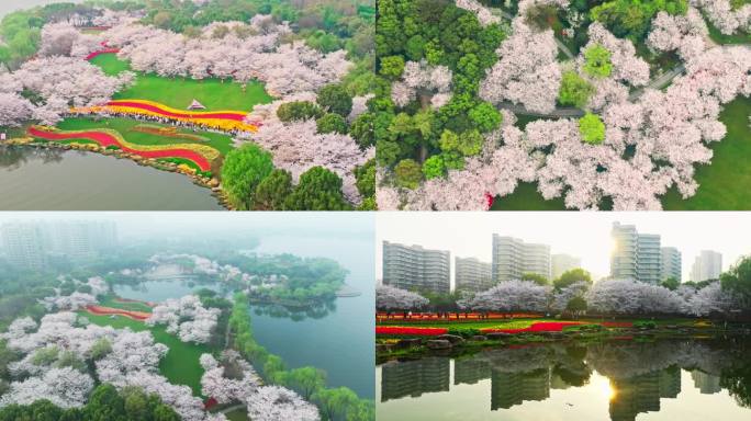 绍兴瓜渚湖樱花春天花盛开