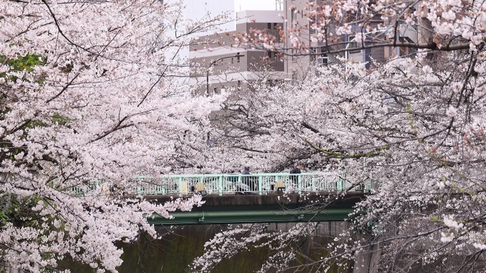 高清实拍日本东京街头樱花