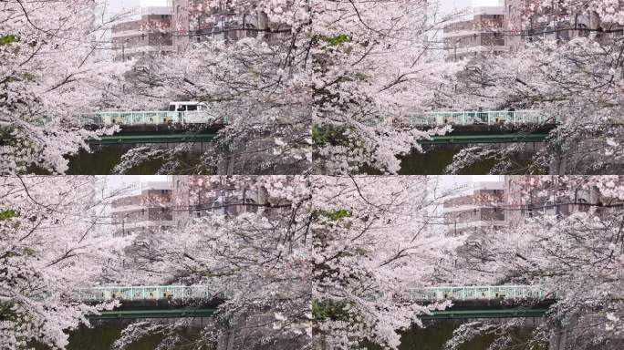 高清实拍日本东京街头樱花