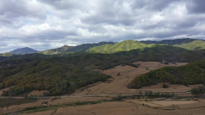 东北 松树林