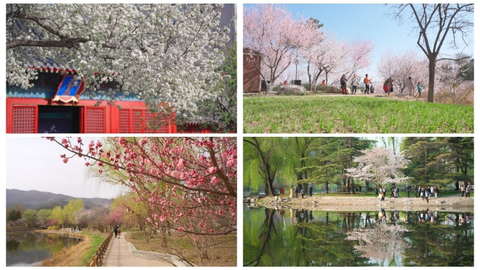 北京公园的春天花卉精选合集