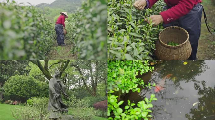 【合集】龙井绿茶中国茶叶博物馆