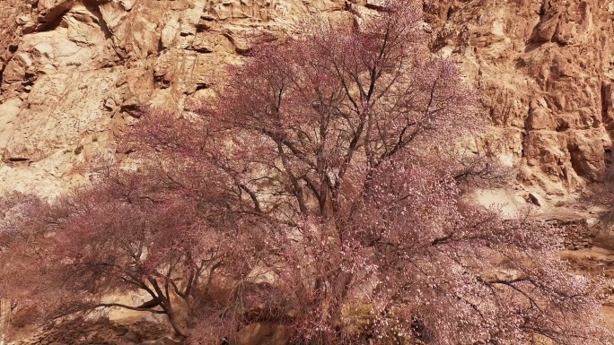 马尔洋杏花沟