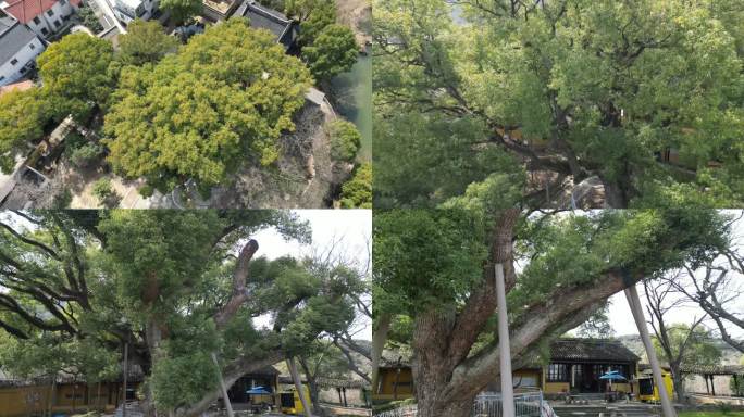 古樟植物园 古樟树