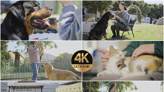 宠物狗金毛流浪猫流浪收留训练【大合集】