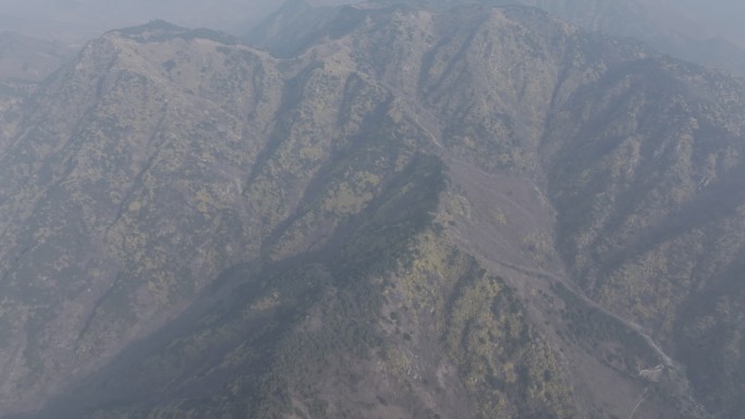 济南云梯山梯子山连翘花