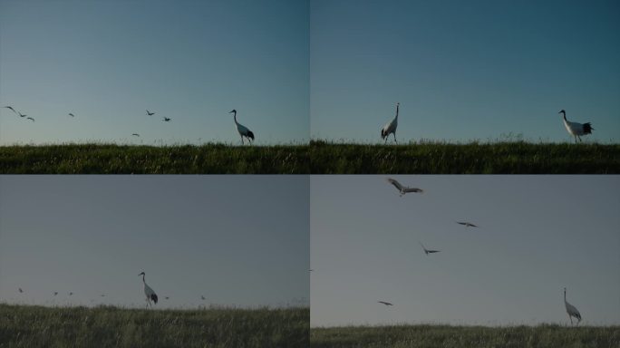 丹顶鹤 湿地保护区 候鸟飞过2