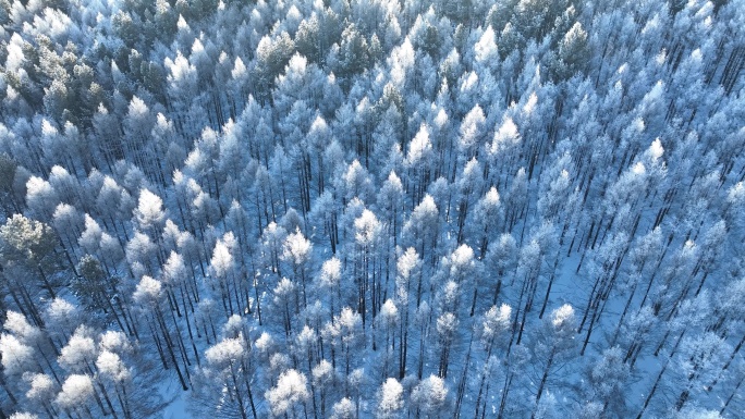 树林俯拍雾凇雪景