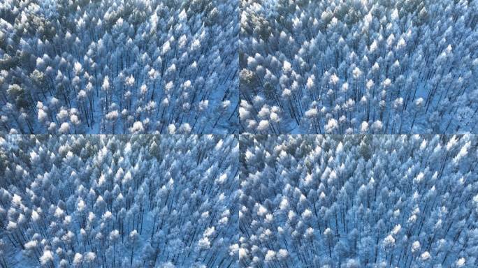 树林俯拍雾凇雪景